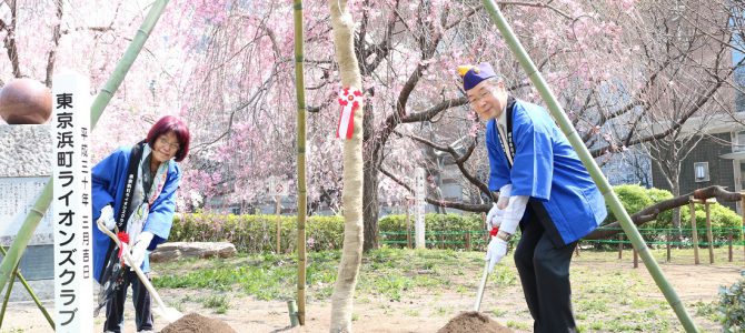 紅しだれ桜の植樹 3月28日 東京浜町LC 紅しだれ桜の植樹 3月28日 東京浜町LC